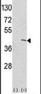 Ethanolamine kinase 1 antibody, PA5-13822, Invitrogen Antibodies, Western Blot image 