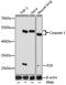 Caspase 1 antibody, 13-340, ProSci, Western Blot image 