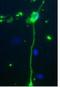 Myelin Basic Protein antibody, NBP2-29656, Novus Biologicals, Immunocytochemistry image 