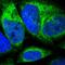 Cytochrome B5 Reductase 3 antibody, PA5-51601, Invitrogen Antibodies, Immunofluorescence image 