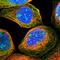TWIST Neighbor antibody, HPA019071, Atlas Antibodies, Immunocytochemistry image 