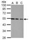 COP9 Signalosome Subunit 2 antibody, PA5-30723, Invitrogen Antibodies, Western Blot image 