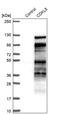 Cyclin-dependent kinase-like 5 antibody, PA5-51752, Invitrogen Antibodies, Western Blot image 