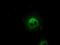 Crystallin Alpha B antibody, NBP1-47708, Novus Biologicals, Immunocytochemistry image 