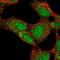 Lyb-2 antibody, NBP2-38533, Novus Biologicals, Immunofluorescence image 