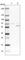 Sec1 family domain-containing protein 1 antibody, HPA003579, Atlas Antibodies, Western Blot image 