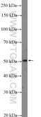 Transcription Factor AP-2 Delta antibody, 18835-1-AP, Proteintech Group, Western Blot image 