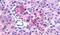 G Protein-Coupled Receptor 35 antibody, PA5-33700, Invitrogen Antibodies, Immunohistochemistry frozen image 
