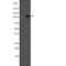 Sirtuin 1 antibody, abx146532, Abbexa, Western Blot image 