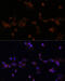 Ubiquitin Conjugating Enzyme E2 L3 antibody, 19-297, ProSci, Immunofluorescence image 