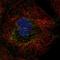 Single-Pass Membrane Protein With Aspartate Rich Tail 1 antibody, HPA060340, Atlas Antibodies, Immunofluorescence image 