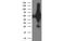 Probable Xaa-Pro aminopeptidase 3 antibody, MBS832689, MyBioSource, Western Blot image 