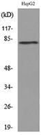 CD248 Molecule antibody, LS-C743154, Lifespan Biosciences, Western Blot image 