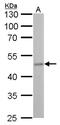 Fumarate Hydratase antibody, MA5-27745, Invitrogen Antibodies, Western Blot image 