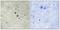 Neuroplastin antibody, A08495-1, Boster Biological Technology, Immunohistochemistry paraffin image 