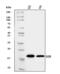 Elongin B antibody, A31718-2, Boster Biological Technology, Western Blot image 