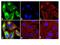 Mechanistic Target Of Rapamycin Kinase antibody, 44-1125G, Invitrogen Antibodies, Immunofluorescence image 