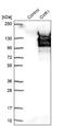 Oxidation Resistance 1 antibody, NBP1-86392, Novus Biologicals, Western Blot image 