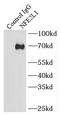 TCF11 antibody, FNab05693, FineTest, Immunoprecipitation image 