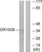 Olfactory Receptor Family 10 Subfamily G Member 6 antibody, PA5-38195, Invitrogen Antibodies, Western Blot image 