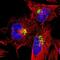 Transmembrane Protein 165 antibody, NBP1-90651, Novus Biologicals, Immunofluorescence image 