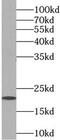Coenzyme Q10A antibody, FNab01876, FineTest, Western Blot image 