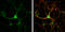 Sterile alpha and TIR motif-containing protein 1 antibody, OAGA07948, Aviva Systems Biology, Immunofluorescence image 