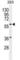 Carboxypeptidase A2 antibody, abx026273, Abbexa, Western Blot image 