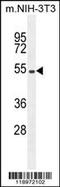 Eukaryotic Translation Initiation Factor 2B Subunit Delta antibody, 55-715, ProSci, Western Blot image 