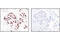 Chromobox 5 antibody, 2616S, Cell Signaling Technology, Immunohistochemistry paraffin image 