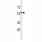 Interleukin 17 Receptor E antibody, F47506-0.4ML, NSJ Bioreagents, Western Blot image 