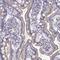 Myosin-Ia antibody, NBP2-55431, Novus Biologicals, Immunohistochemistry frozen image 