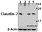 Claudin 7 antibody, A03851S204, Boster Biological Technology, Western Blot image 