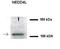 NEDD4 Like E3 Ubiquitin Protein Ligase antibody, orb330290, Biorbyt, Western Blot image 