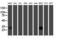 RNA-binding protein with multiple splicing antibody, LS-C175184, Lifespan Biosciences, Western Blot image 