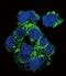 Colony Stimulating Factor 1 Receptor antibody, PA5-25974, Invitrogen Antibodies, Immunofluorescence image 