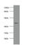 Creatine Kinase, M-Type antibody, CSB-PA09809A0Rb, Cusabio, Western Blot image 