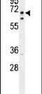 Lipase Maturation Factor 2 antibody, PA5-24384, Invitrogen Antibodies, Western Blot image 