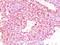 Chromogranin A antibody, orb387977, Biorbyt, Immunohistochemistry paraffin image 