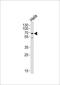 Nucleosome assembly protein 1-like 2 antibody, PA5-48987, Invitrogen Antibodies, Western Blot image 