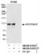 PBX Homeobox Interacting Protein 1 antibody, NB100-81653, Novus Biologicals, Immunoprecipitation image 