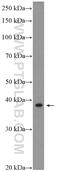 SAP30 Binding Protein antibody, 20943-1-AP, Proteintech Group, Western Blot image 