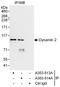 Dynamin 2 antibody, A303-513A, Bethyl Labs, Immunoprecipitation image 