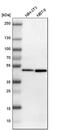 Family With Sequence Similarity 98 Member B antibody, PA5-52568, Invitrogen Antibodies, Western Blot image 