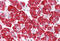 Phosphoinositide-3-Kinase Regulatory Subunit 1 antibody, MBS249089, MyBioSource, Immunohistochemistry frozen image 