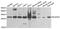 B Cell Receptor Associated Protein 29 antibody, STJ28257, St John