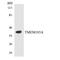 Transmembrane Protein 185A antibody, LS-C200792, Lifespan Biosciences, Western Blot image 