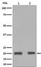 BAX antibody, M00183-1, Boster Biological Technology, Western Blot image 