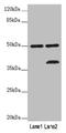 Perilipin 5 antibody, LS-C679064, Lifespan Biosciences, Western Blot image 