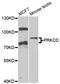 Protein Kinase C Delta antibody, A0471, ABclonal Technology, Western Blot image 